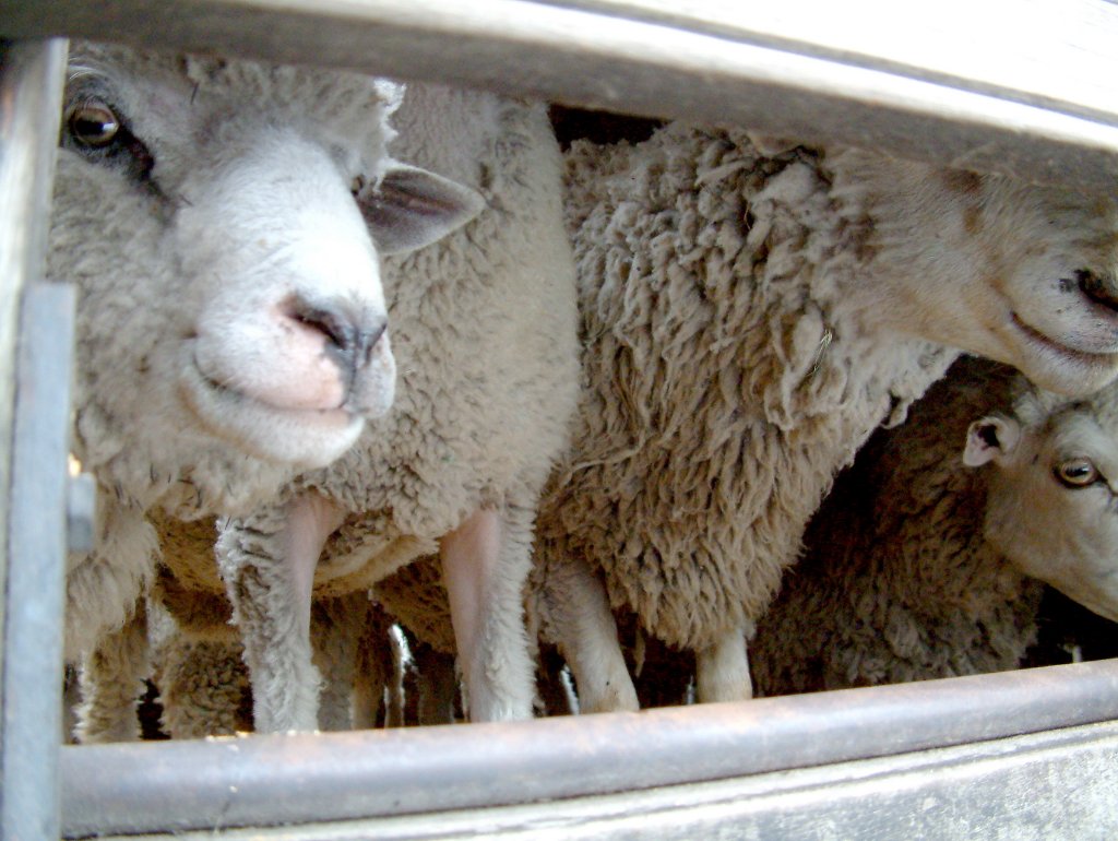 01-Sheep on the market in Saquiili.jpg - Sheep on the market in Saquiili